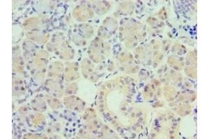 Immunohistochemistry of paraffin-embedded human pancreatic tissue using ABIN7162505 at dilution of 1:100 (PAX6 Antikörper  (AA 1-300))