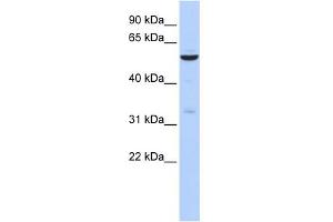 WB Suggested Anti-ZNF266 Antibody Titration:  0. (ZNF266 Antikörper  (N-Term))