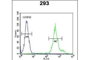 KLC3 Antibody (Center) (ABIN651542 and ABIN2840291) flow cytometric analysis of 293 cells (right histogram) compared to a negative control cell (left histogram). (KLC3 Antikörper  (AA 245-274))