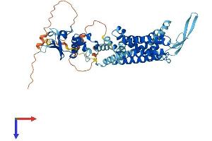 KCNC1 Protein (AA 1-511) (His tag)