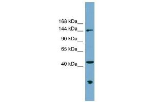 ERCC6L antibody used at 1 ug/ml to detect target protein. (ERCC6L Antikörper  (N-Term))