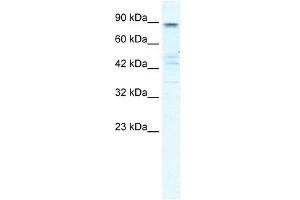 KCNQ2 antibody used at 1 ug/ml to detect target protein.
