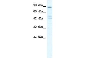 KCNQ2 antibody used at 1 ug/ml to detect target protein.