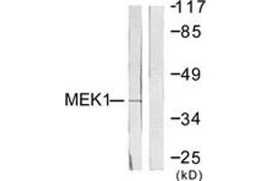 Western blot analysis of extracts from NIH-3T3 cells, treated with PMA 250ng/ml 5', using MEK1 (Ab-286) Antibody. (MEK1 Antikörper  (AA 252-301))