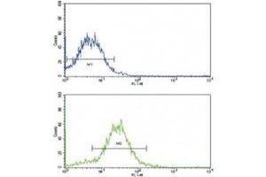 Flow Cytometry (FACS) image for anti-Bone Morphogenetic Protein Receptor, Type II (serine/threonine Kinase) (BMPR2) (AA 28-59) antibody (ABIN3030192)