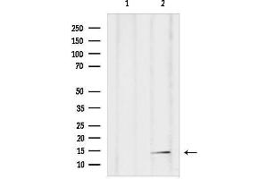 Western blot analysis of lysates from mouse brain, using RP Antibody.