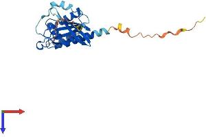 Rab3c Protein (AA 1-227) (His tag)