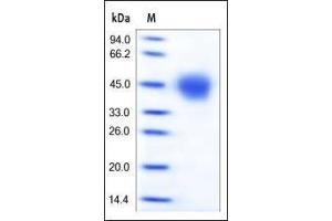 SDS-PAGE (SDS) image for CD33 (CD33) (AA 18-259) (Active) protein (His tag) (ABIN2180756)