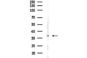 Western blot analysis of lysates from COLO205 cells, using TAS2R40 Antibody at 1/1000 dilution.