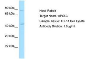 Image no. 1 for anti-Apolipoprotein L, 3 (APOL3) (AA 135-184) antibody (ABIN6750039) (APOL3 Antikörper  (AA 135-184))