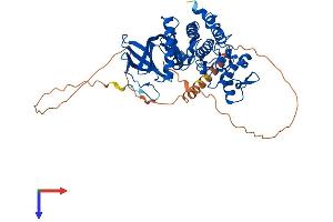 CLK4 Protein (AA 1-481) (His tag)
