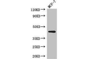 Western Blot Positive WB detected in: MCF-7 whole cell lysate All lanes: ADIPOR1 antibody at 2. (Adiponectin Receptor 1 Antikörper  (AA 1-63))