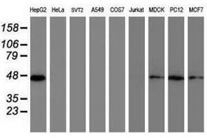 Image no. 2 for anti-Developmental Pluripotency Associated 2 (DPPA2) (AA 1-175) antibody (ABIN1490596) (DPPA2 Antikörper  (AA 1-175))