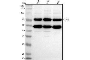 Western blot analysis of CEP63 using anti-CEP63 antibody (ABIN7601161).