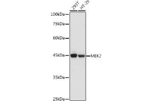 Western blot analysis of extracts of various cell lines, using MEK2 antibody (ABIN7268640) at 1:1000 dilution. (MEK2 Antikörper  (AA 1-100))
