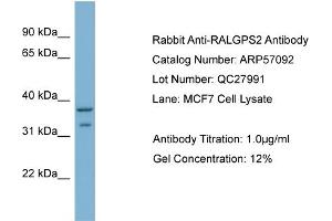 Western Blotting (WB) image for anti-Ral GEF with PH Domain and SH3 Binding Motif 2 (RALGPS2) (C-Term) antibody (ABIN2787056)
