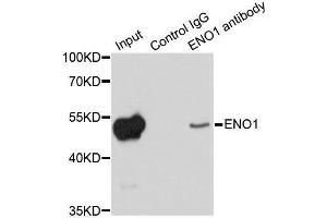 Immunoprecipitation analysis of 200ug extracts of HeLa cells using 1ug ENO1 antibody. (ENO1 Antikörper  (AA 1-434))