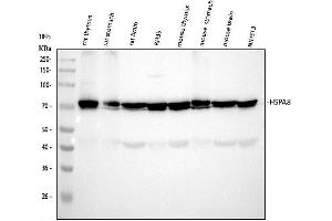 Western blot analysis of HSC70/HSPA8 using anti-HSC70/HSPA8 antibody (ABIN7601962). (Hsc70 Antikörper  (AA 520-614))