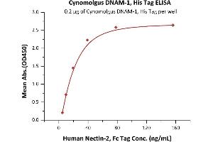 Immobilized Cynomolgus DNAM-1, His Tag (ABIN6386439,ABIN6388274) at 2 μg/mL (100 μL/well) can bind Human Nectin-2, Fc Tag (ABIN4949134,ABIN4949135) with a linear range of 5-40 ng/mL (Routinely tested). (CD226 Protein (CD226) (AA 19-252) (His tag))