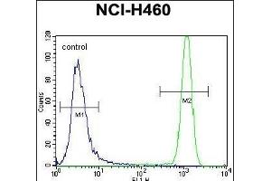 USP6 Antibody (C-term) (ABIN650700 and ABIN2839178) flow cytometric analysis of NCI- cells (right histogram) compared to a negative control cell (left histogram). (USP6 Antikörper  (C-Term))