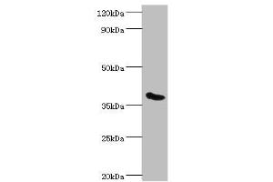 Western blot All lanes: Phytanoyl-CoA dioxygenase, peroxisomal antibody at 3 μg/mL + Mouse liver tissue Secondary Goat polyclonal to rabbit IgG at 1/10000 dilution Predicted band size: 39, 28 kDa Observed band size: 39 kDa (PHYH Antikörper  (AA 1-338))
