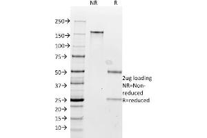 SDS-PAGE Analysis Purified Milk Fat Globule Monoclonal Antibody (SPM291). (MFGE8 Antikörper)