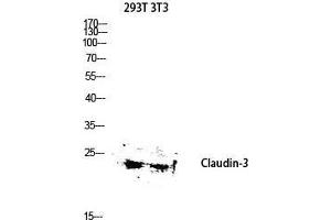 Western Blot (WB) analysis of 293T 3T3 lysis using Claudin-3 antibody. (Claudin 3 Antikörper  (Ser255))