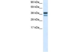 Western Blotting (WB) image for anti-Mitogen-Activated Protein Kinase 14 (MAPK14) antibody (ABIN2463688) (MAPK14 Antikörper)