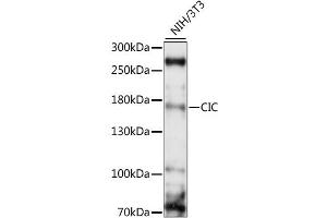 Western blot analysis of extracts of NIH/3T3, using CIC antibody (ABIN6292681) at 1:1000 dilution. (CIC Antikörper)