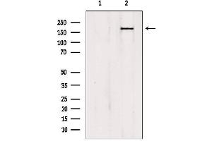 PTPN23 Antikörper  (C-Term)