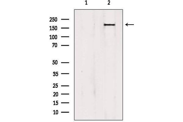 PTPN23 anticorps  (C-Term)