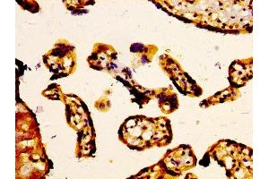 IHC image of ABIN7160318 diluted at 1:400 and staining in paraffin-embedded human placenta tissue performed on a Leica BondTM system. (ABCC5 Antikörper  (AA 455-566))