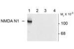 Image no. 1 for anti-Glutamate Receptor, Ionotropic, N-Methyl D-Aspartate 1 (GRIN1) (Variant N1) antibody (ABIN305686) (GRIN1/NMDAR1 Antikörper  (Variant N1))