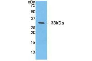 Western blot analysis of recombinant Human TF. (Tissue factor Antikörper  (AA 34-251))