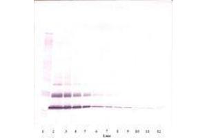 Image no. 1 for anti-Chemokine (C-C Motif) Ligand 7 (CCL7) antibody (ABIN465565) (CCL7 Antikörper)