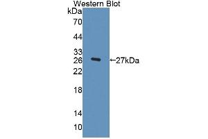 Detection of Recombinant FBLN3, Human using Polyclonal Antibody to Fibulin 3 (FBLN3) (FBLN3 Antikörper  (AA 26-213))