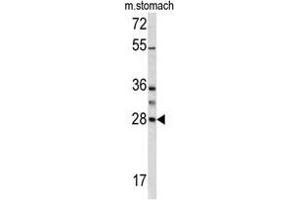 Western blot analysis of GZMB antibody (N-term) in mouse stomach lysates (35 µg/lane). (GZMB Antikörper  (N-Term))