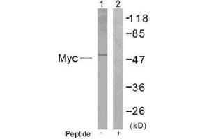 Image no. 1 for anti-Myc Proto-Oncogene protein (MYC) (Ser373) antibody (ABIN197159) (c-MYC Antikörper  (Ser373))