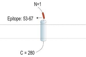 Representative domain view of the target of ABIN7885618. (TMEM119 Antikörper  (Extracellular, N-Term) (PE))