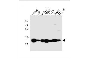 All lanes : Anti-Annexin V Antibody (N-term) at 1:2000 dilution Lane 1: HepG2 whole cell lysate Lane 2: 293 whole cell lysate Lane 3: U-2OS whole cell lysate Lane 4:  whole cell lysate Lane 5: T47D whole cell lysate Lane 6: Mouse lung lysate Lane 7: Mouse heart lysate Lysates/proteins at 20 μg per lane. (Annexin V Antikörper  (N-Term))