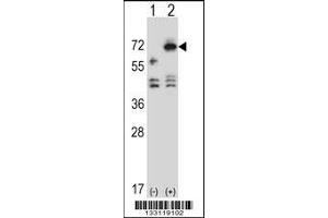 Western blot analysis of ARSF using rabbit polyclonal ARSF Antibody using 293 cell lysates (2 ug/lane) either nontransfected (Lane 1) or transiently transfected (Lane 2) with the ARSF gene.