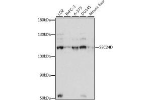 Western blot analysis of extracts of various cell lines, using SEC24D antibody (ABIN7270171) at 1:1000 dilution.