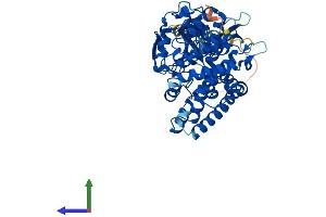 Protein Structure (PS) image for Cytochrome P450, Family 19, Subfamily A, Polypeptide 1 (CYP19A1) (AA 1-503) protein (His tag) (ABIN7563052)