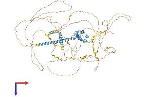 SRRM1 Protein (AA 1-904) (His tag)