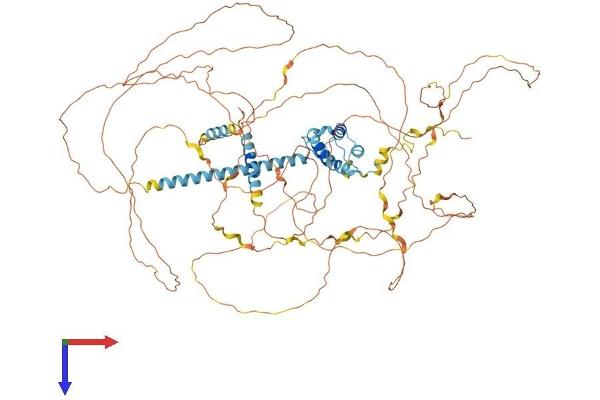 SRRM1 Protein (AA 1-904) (His tag)