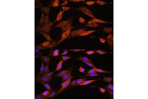 Immunofluorescence analysis of NIH/3T3 cells using  Rabbit pAb  at dilution of 1:100. (ASS1 Antikörper  (AA 1-412))