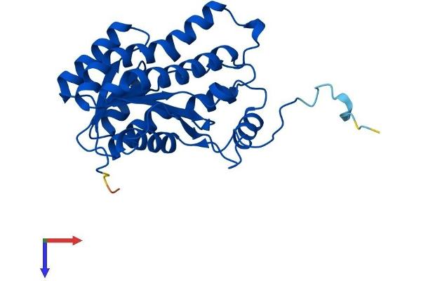 HSD17B14 Protein (AA 1-270) (His tag)