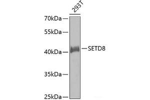 Western blot analysis of extracts of 293T cells using SETD8 Polyclonal Antibody. (SETD8 Antikörper)