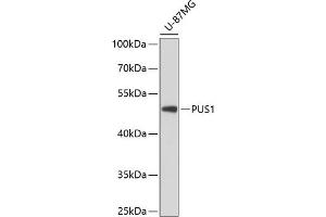 Western blot analysis of extracts of U-87MG cells, using PUS1 antibody (ABIN6128519, ABIN6146504, ABIN6146505 and ABIN6224764) at 1:3000 dilution. (PUS1 Antikörper  (AA 308-427))