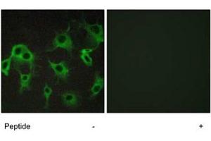 Immunofluorescence analysis of COS-7 cells, using ADRB2 polyclonal antibody . (beta 2 Adrenergic Receptor Antikörper)